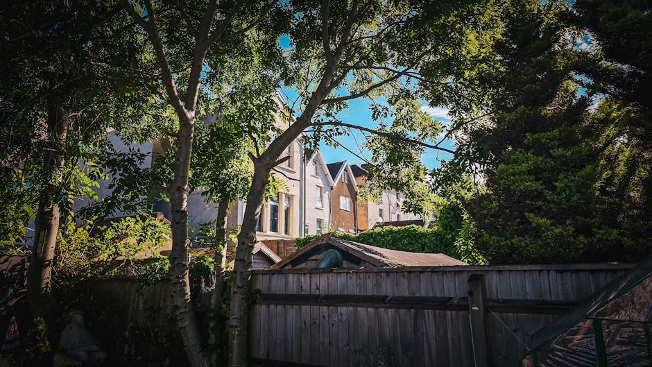 A residential garden scene with mature trees featuring green leafy canopies and smooth, light-colored bark, casting dappled shade over a weathered wooden fence. Behind the fence, a small garden shed w