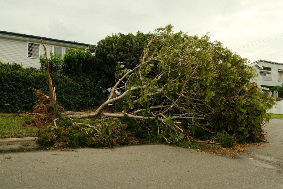 A large fallen tree branch with a thick trunk and sprawling green foliage lies across a driveway in a residential area, suggesting recent storm damage. The branch has exposed roots and broken segments
