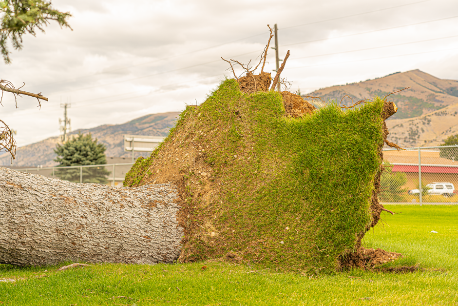 A large fallen tree branch with a thick trunk and sprawling green foliage lies across a driveway in a residential area, suggesting recent storm damage. The branch has exposed roots and broken segments